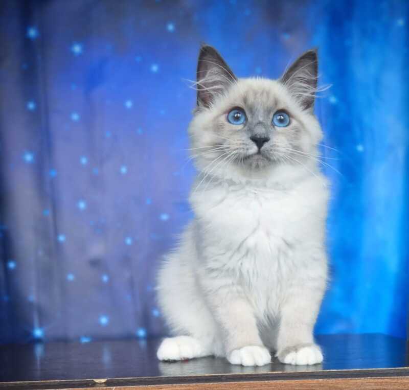 Corby Siberian male, blue with white pointed