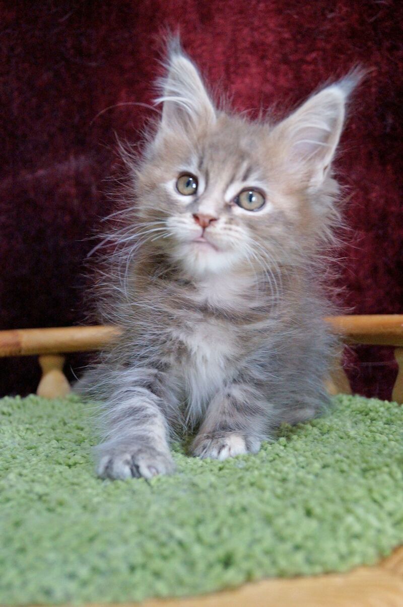 Ofeliya Maine Coon female blue tortie silver tabby - live animals