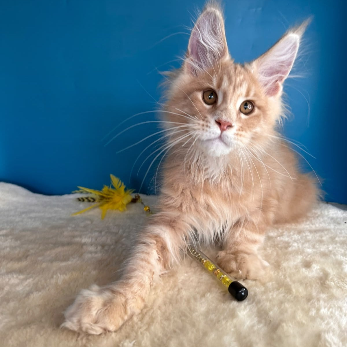 Rafinad Maine Coon male, cream tabby