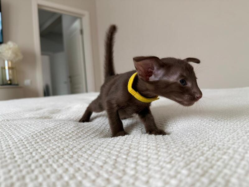 Adele Oriental Shorthair female chocolate - live animals