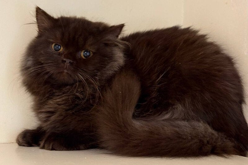 Finik British Longhair male, chocolate