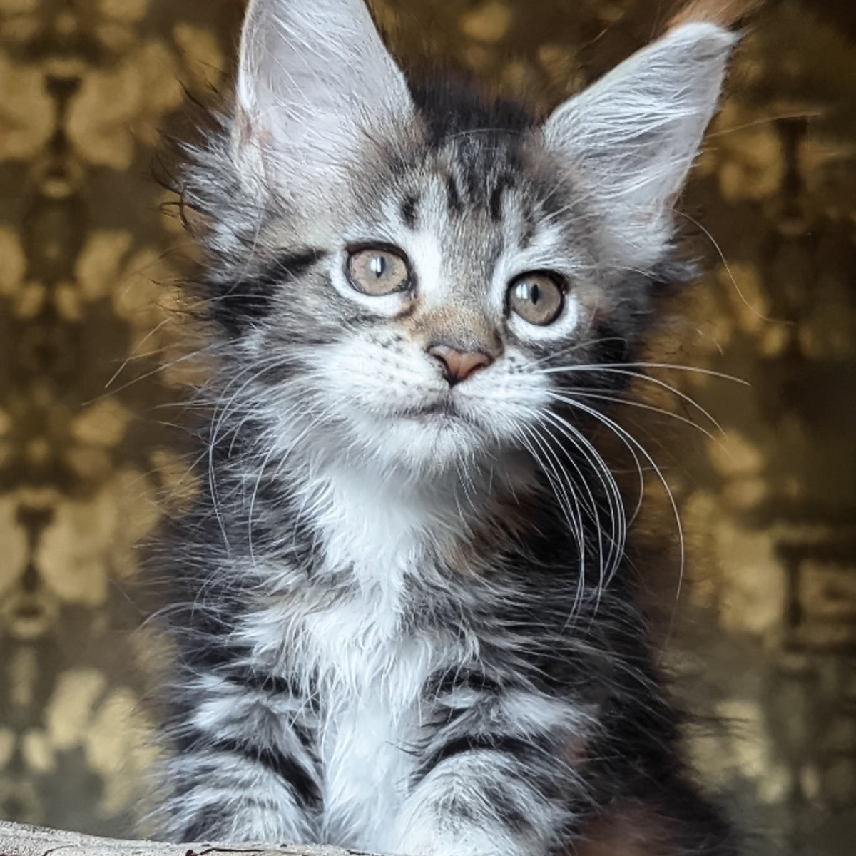 Irish Maine Coon female, black tortie tabby with white