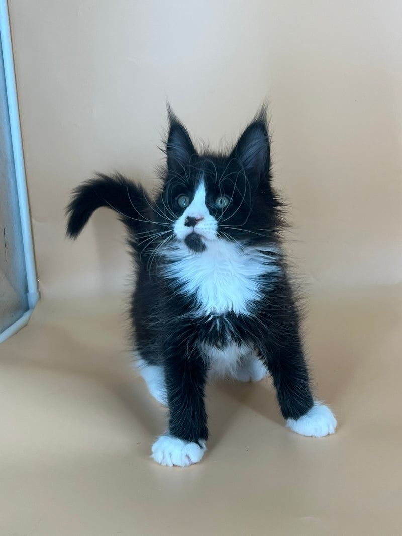 Bred Maine Coon male, black bicolour
