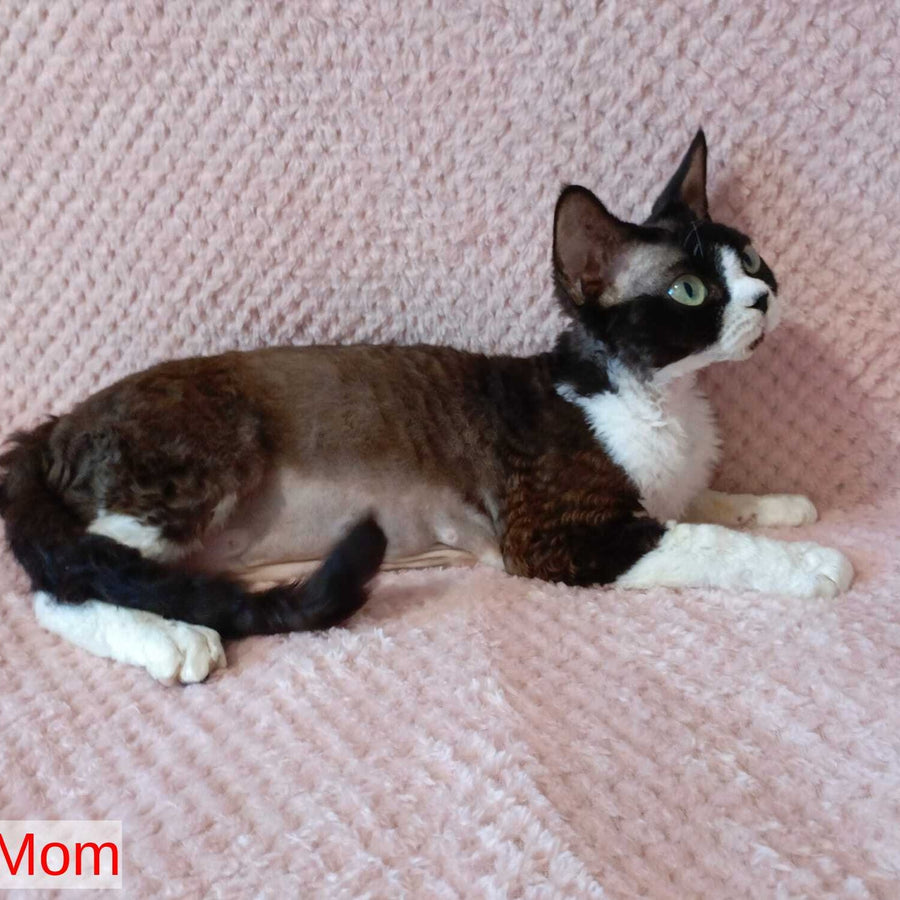 Akura Devon Rex female, black tortie pointed