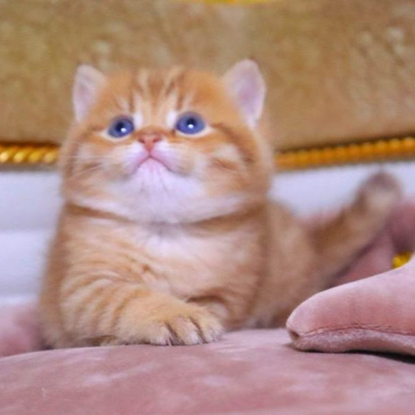 Tiger British Shorthair male, chocolate golden ticked tabby