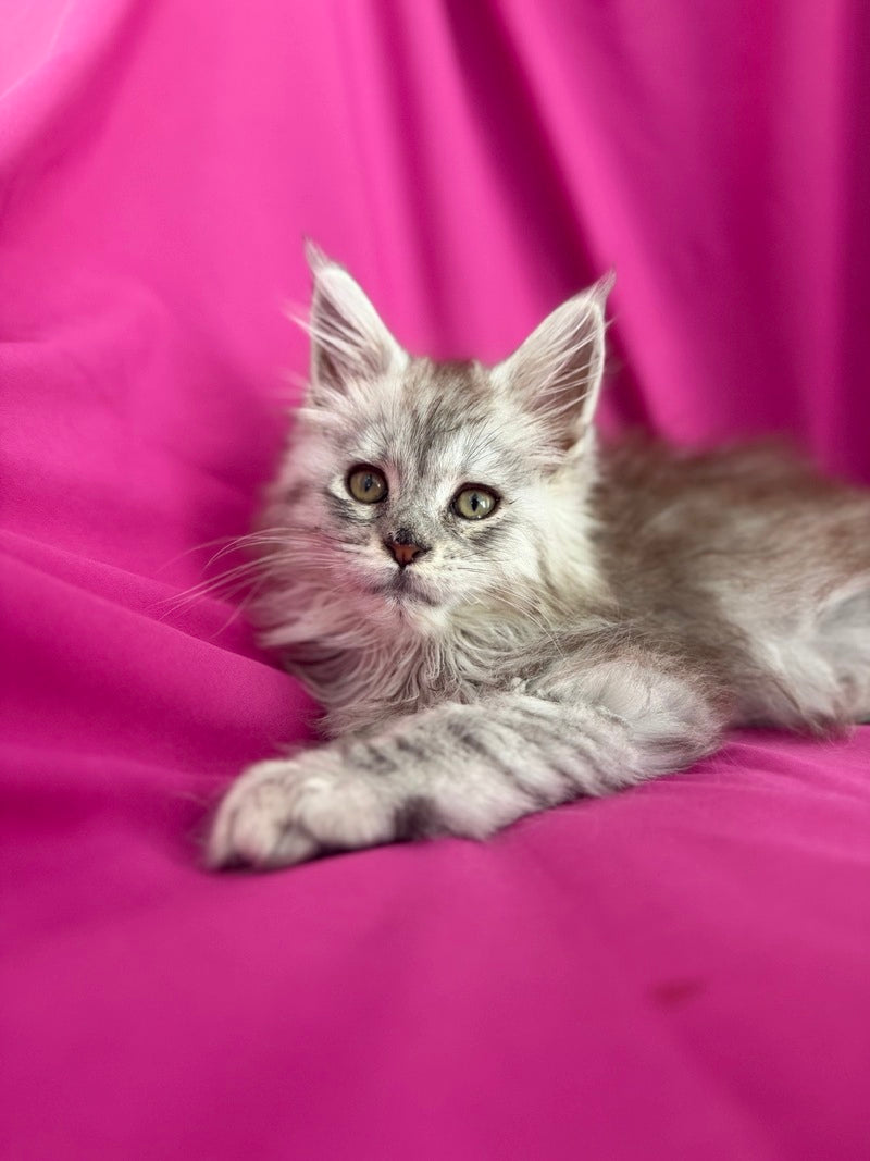 Xiona Maine Coon female black silver tabby - live animals