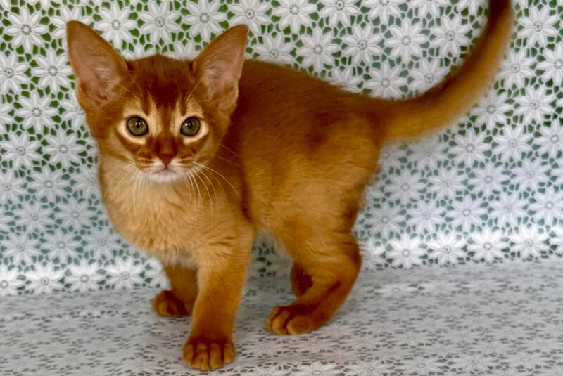 Bastet Abyssinian female sorrel - live animals