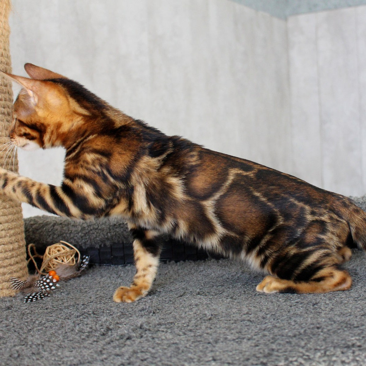 Elsa Bengal female, black spotted tabby