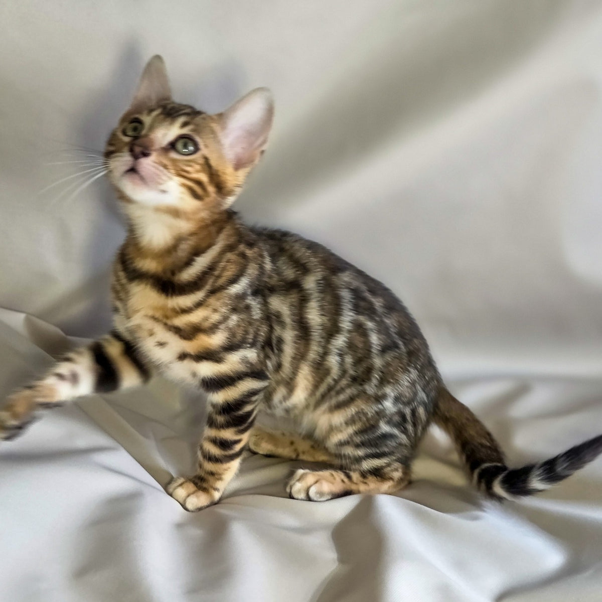 Mike Bengal male, black spotted tabby