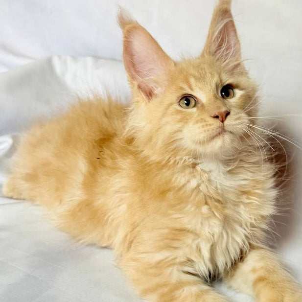 Lazarus Maine Coon polydactyl 6x6x6x6 male, cream silver tabby