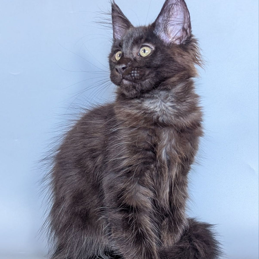 Karat Maine Coon male, black silver