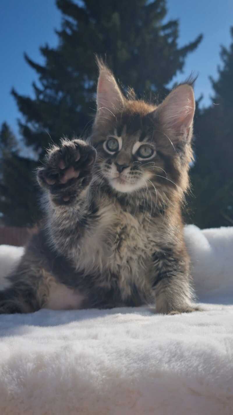 Leopold Maine Coon male black ticked tabby - live animals