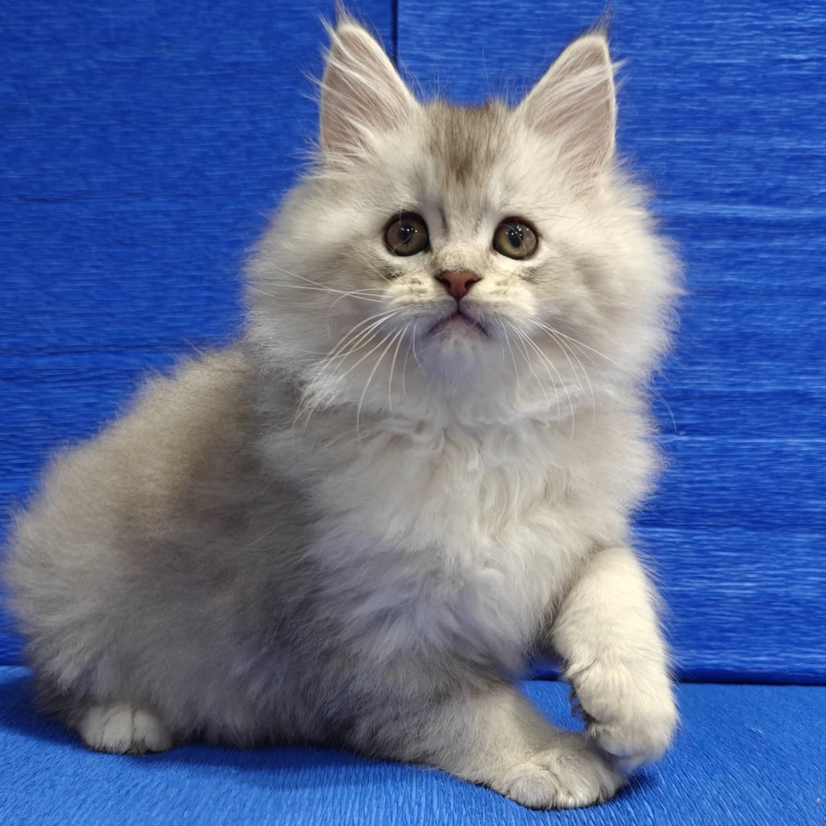 Nikos Maine Coon male, black silver shaded