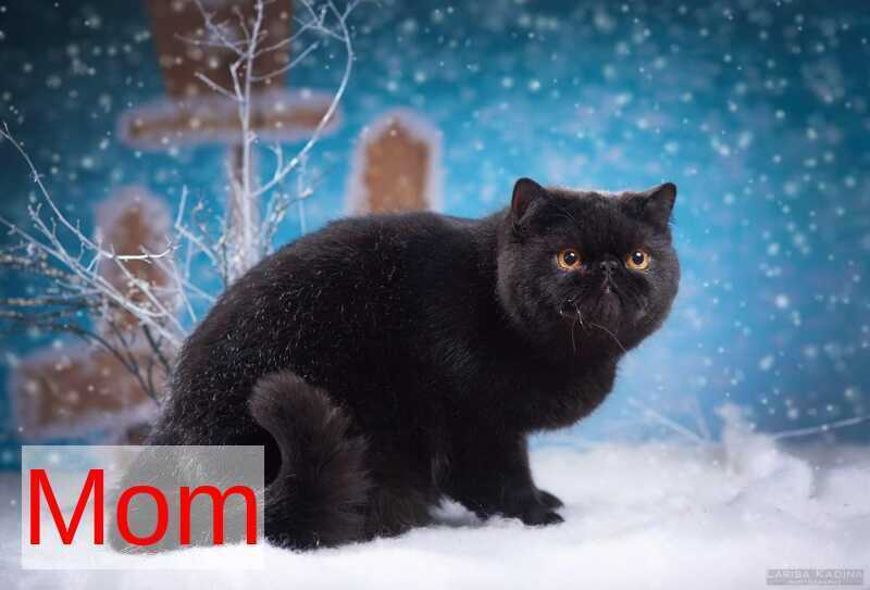 Mars Exotic male black bicolour - live animals