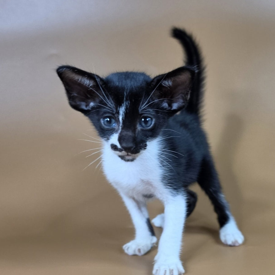 Dreamcake Oriental Shorthair female, black bicolour