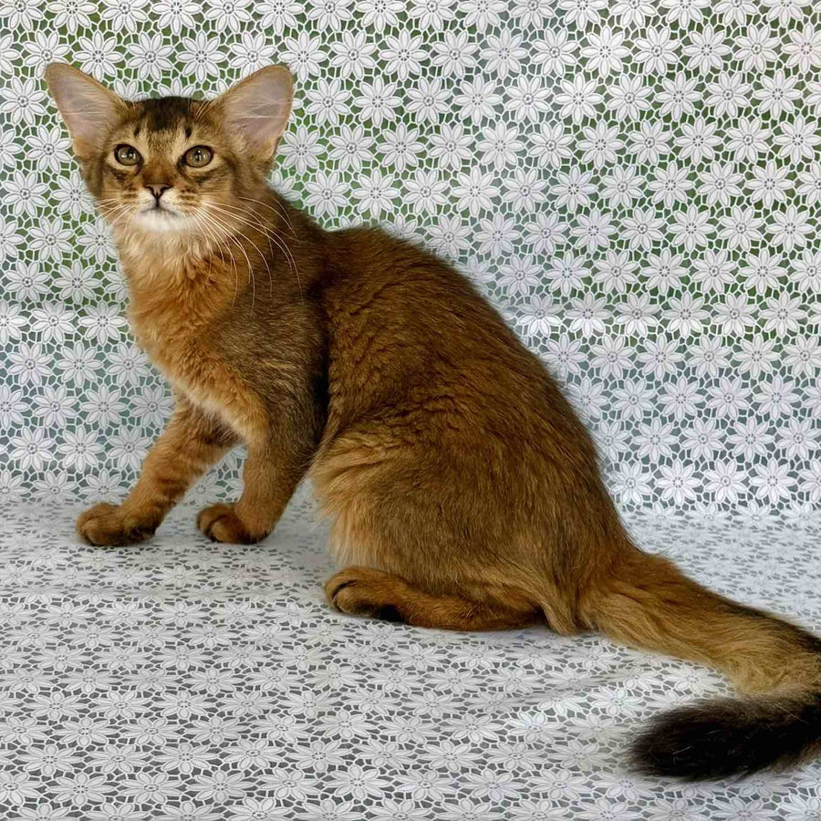 Dzhenifer Somali female, ruddy