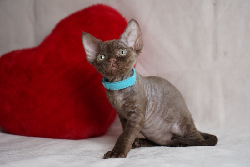 Makar Devon Rex male chocolate - live animals