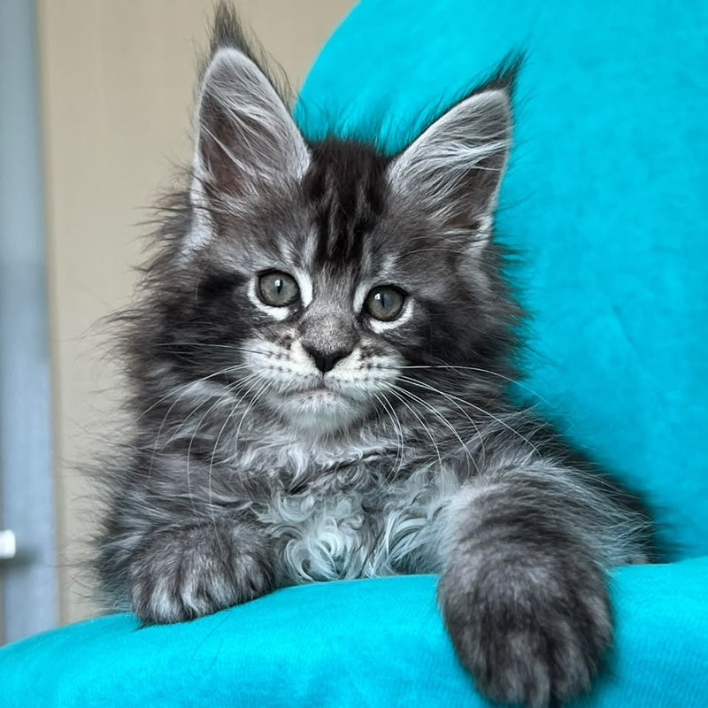 Zabava Maine Coon female, black silver tabby