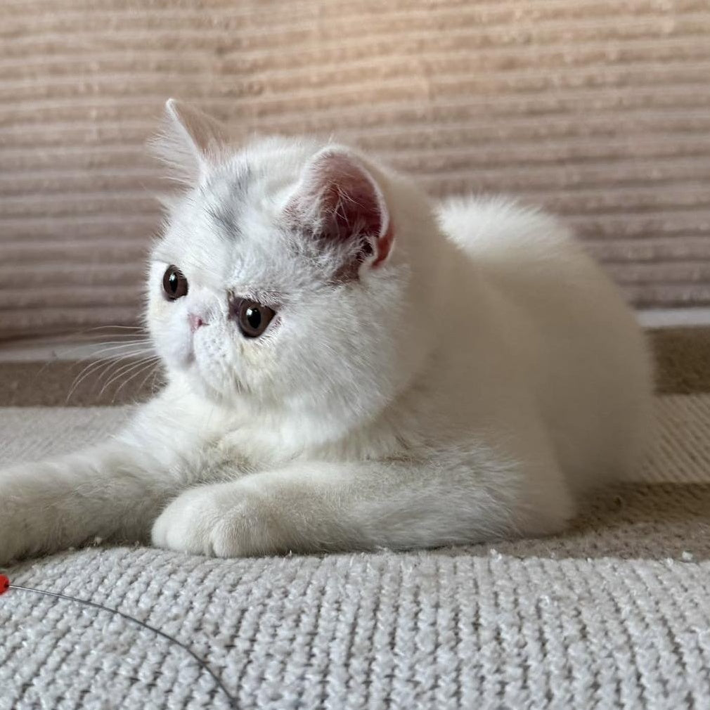 Kimberly Exotic female, white