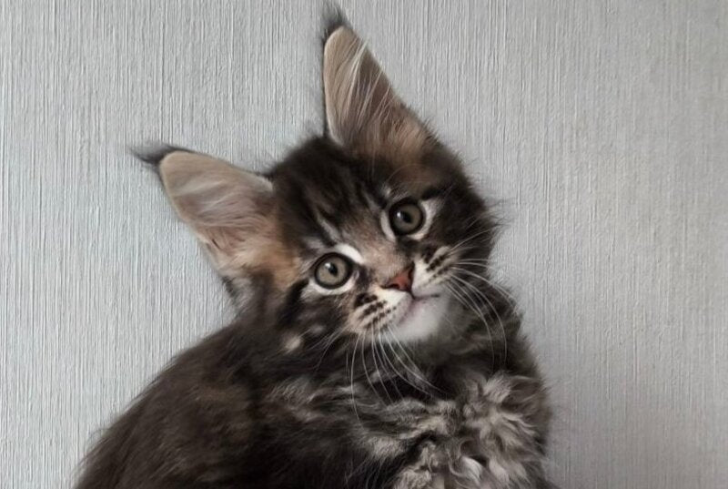Hector Maine Coon male, black tabby