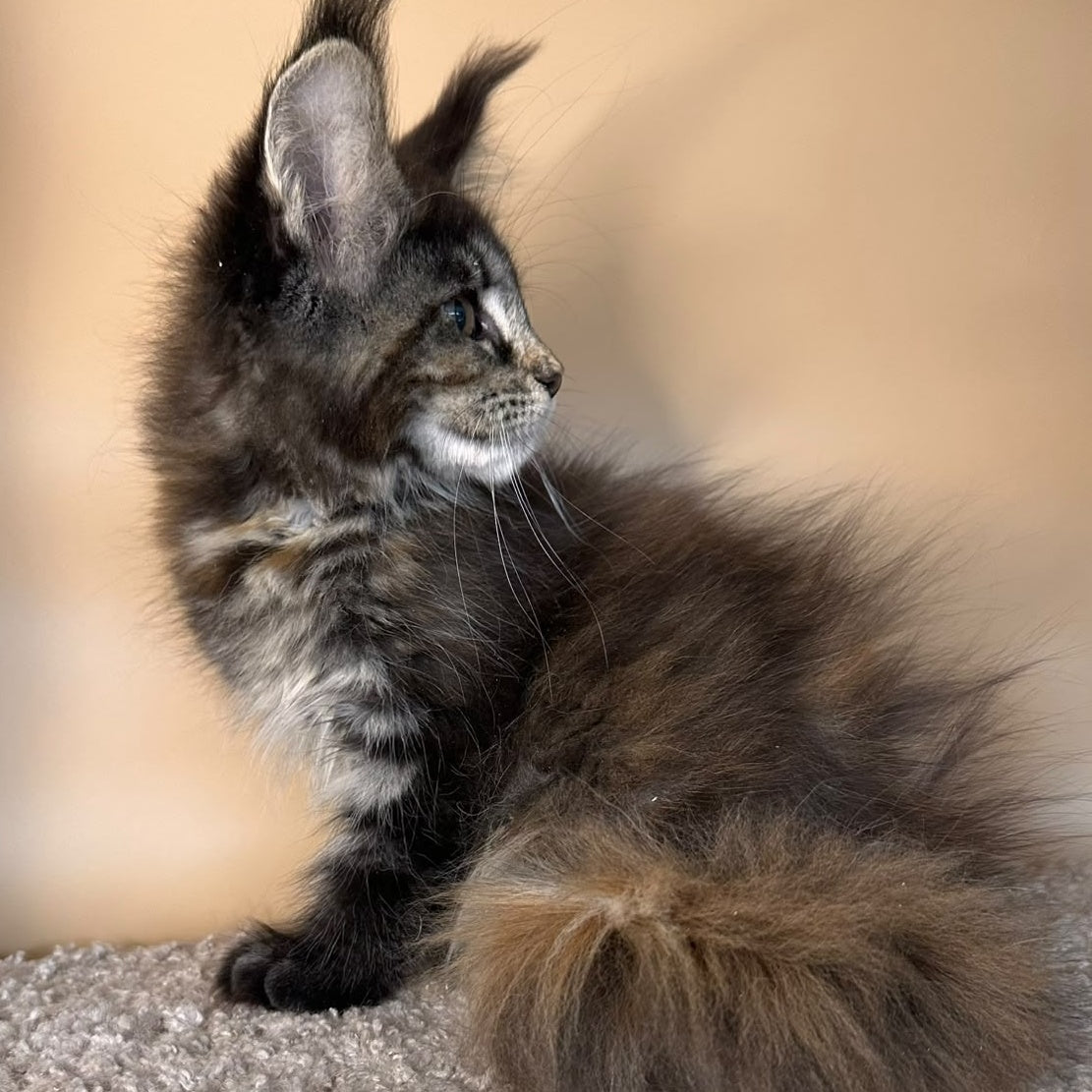 Sally Maine Coon female, black tortie tabby