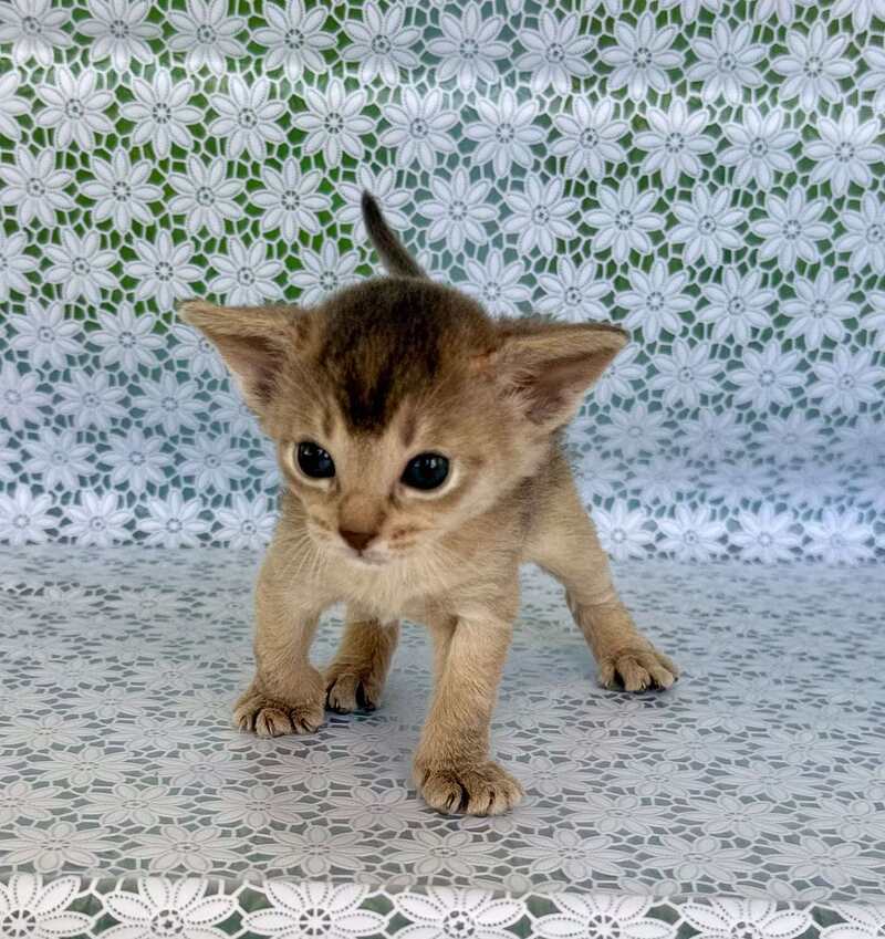 Zhasmin Abyssinian female blue - live animals