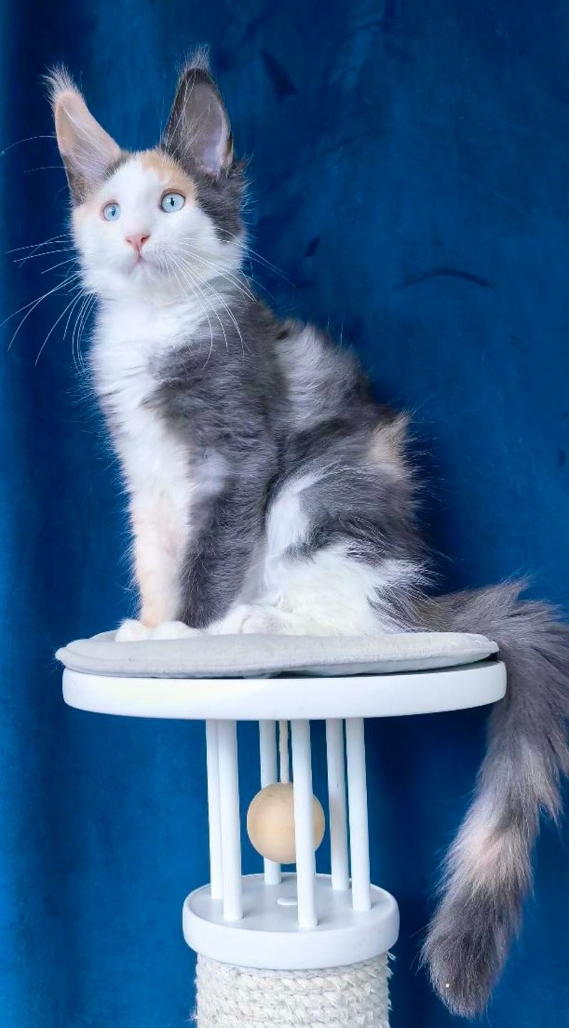 Ledi Dior Maine Coon female, blue tortie silver bicolour