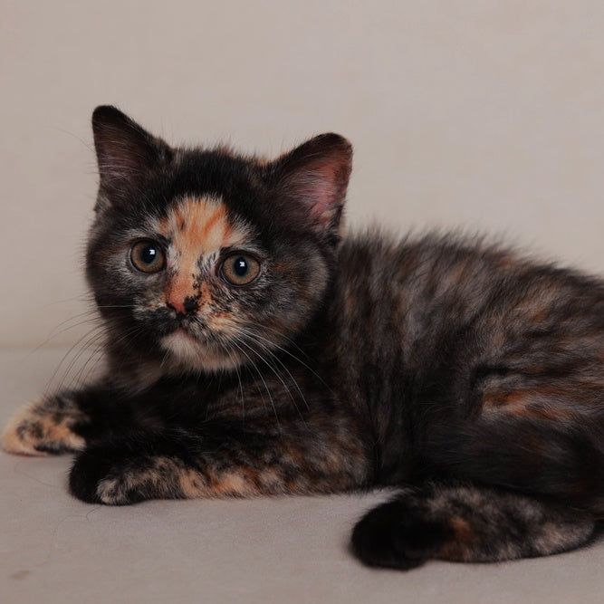 Afina British Shorthair female, black tortie