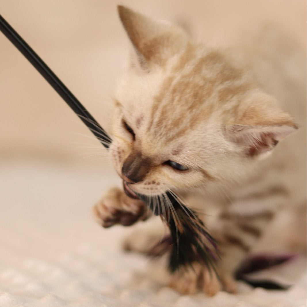 Xander Bengal male, black spotted tabby pointed