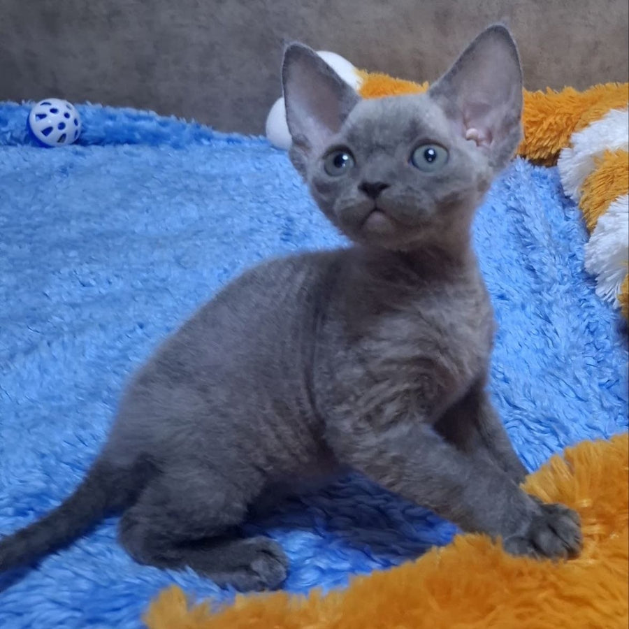 Felix Devon Rex male, blue