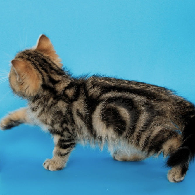 Yamina British Shorthair female, black tabby