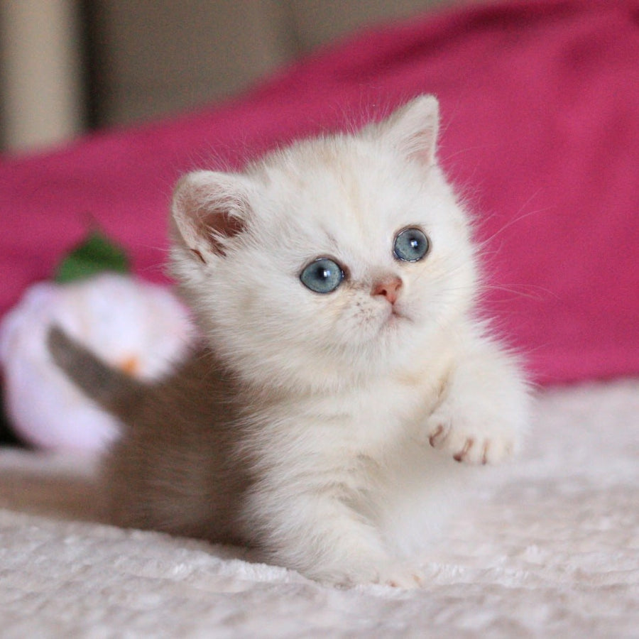 Zucchi Munchkin male, blue silver tabby