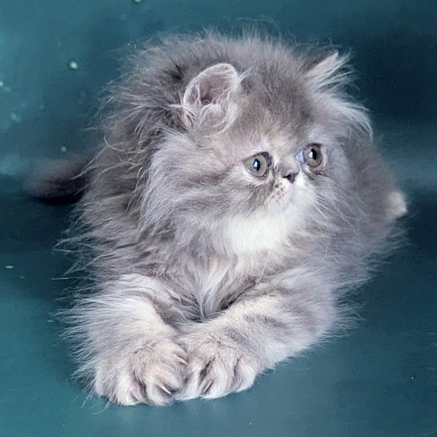 Patricia Persian female, blue tortie