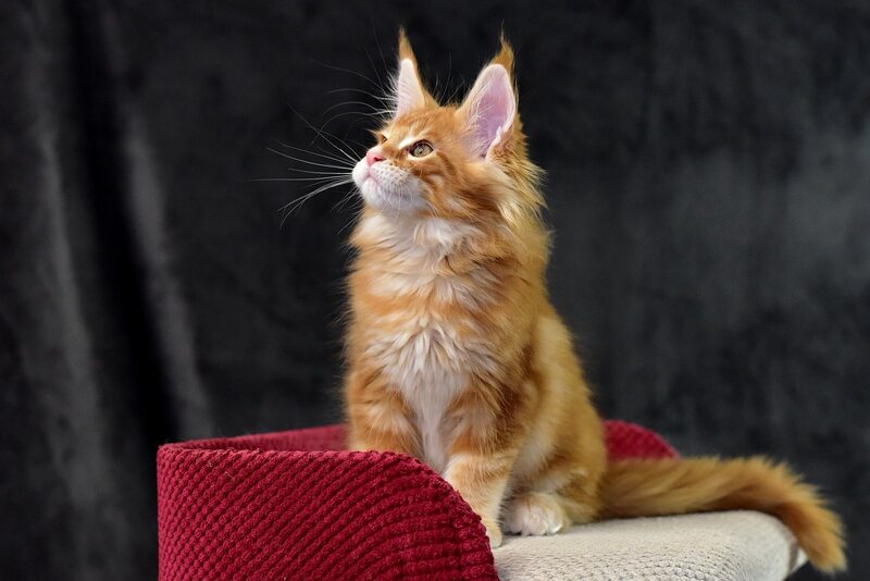Cvetan Aureus Maine Coon male, red tabby