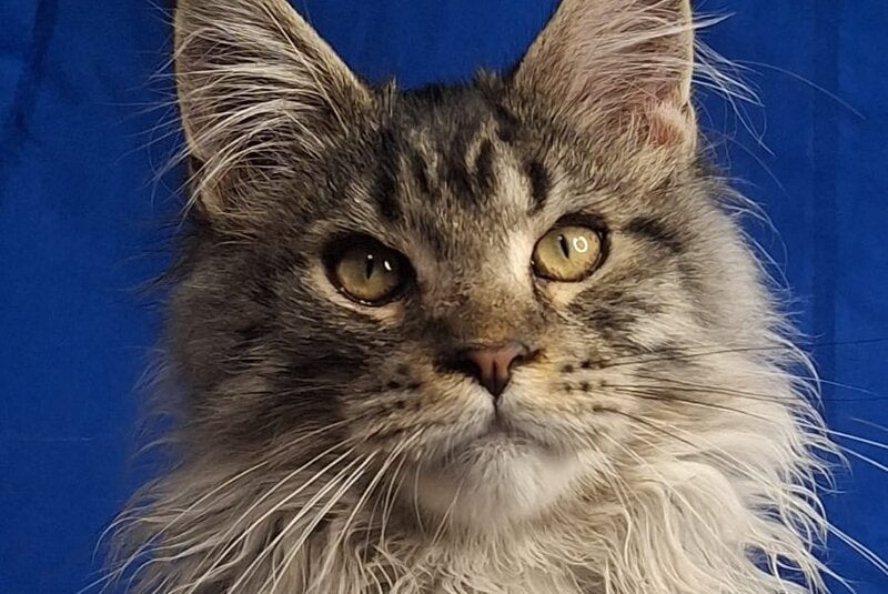Joker Maine Coon male, black silver spotted tabby