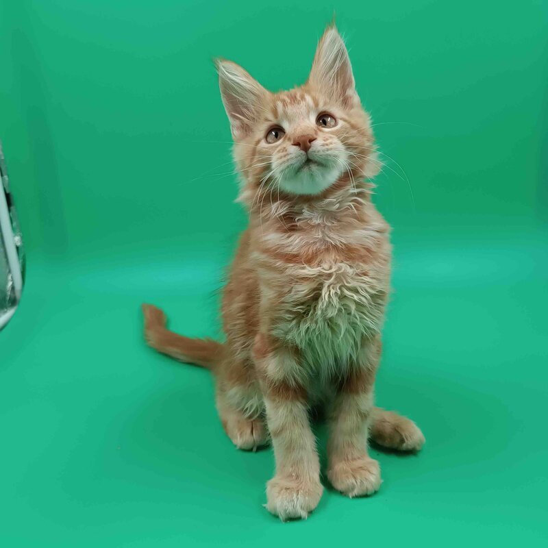 Rich Maine Coon male, red tabby