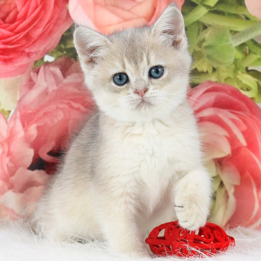 Timi British Shorthair male, blue golden shaded