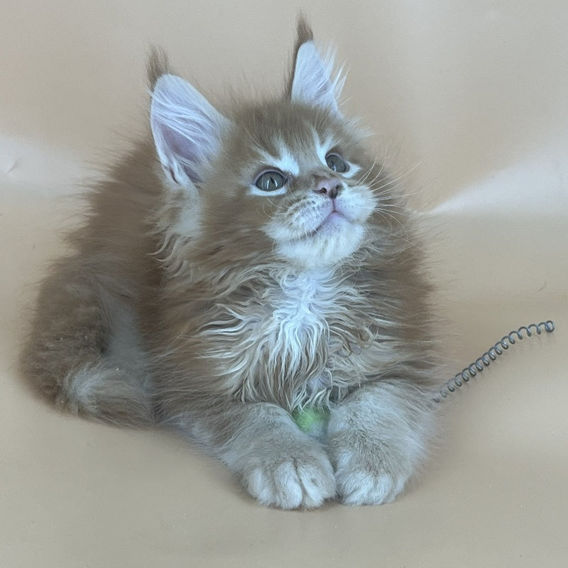Brahms Maine Coon male, red tabby