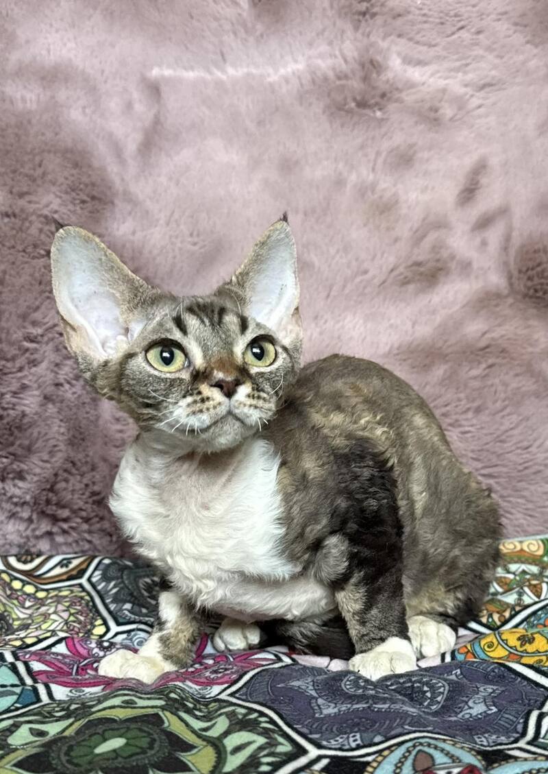 Umi Devon Rex female, black tabby bicolour