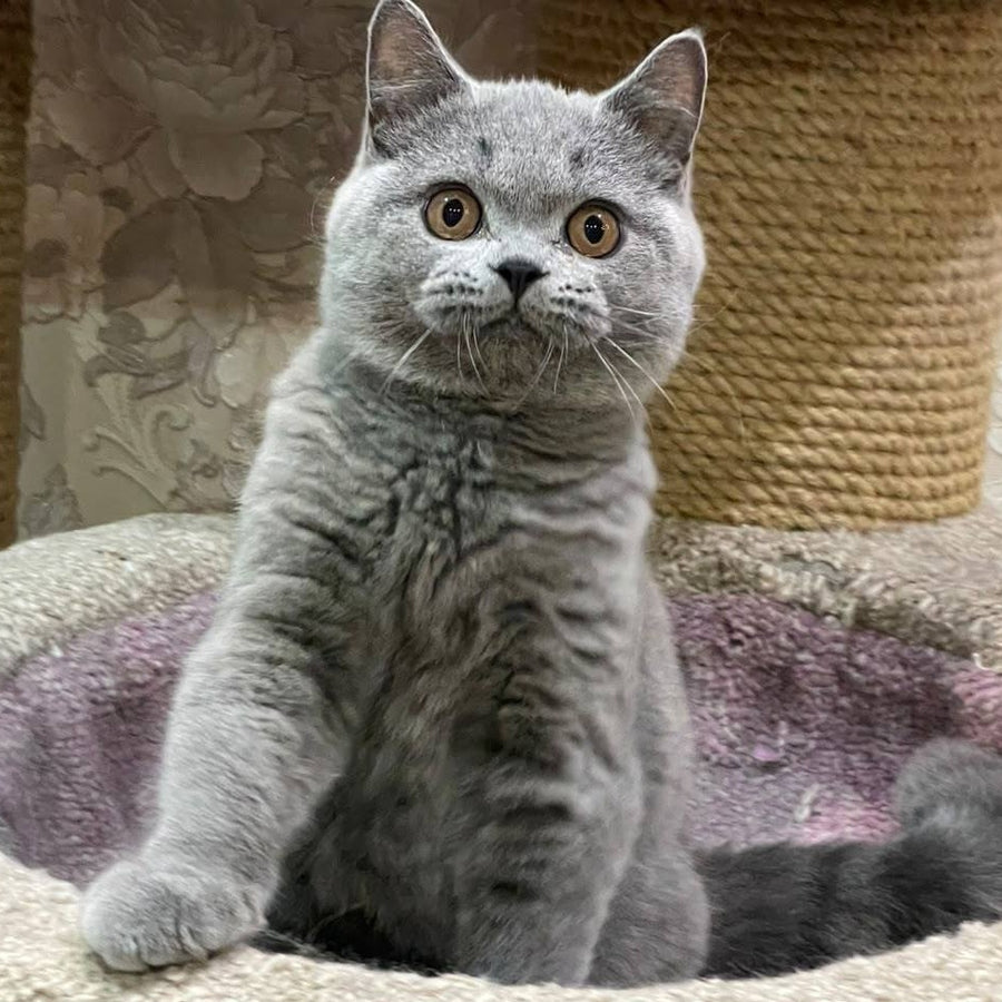 Bismark British Shorthair male, blue