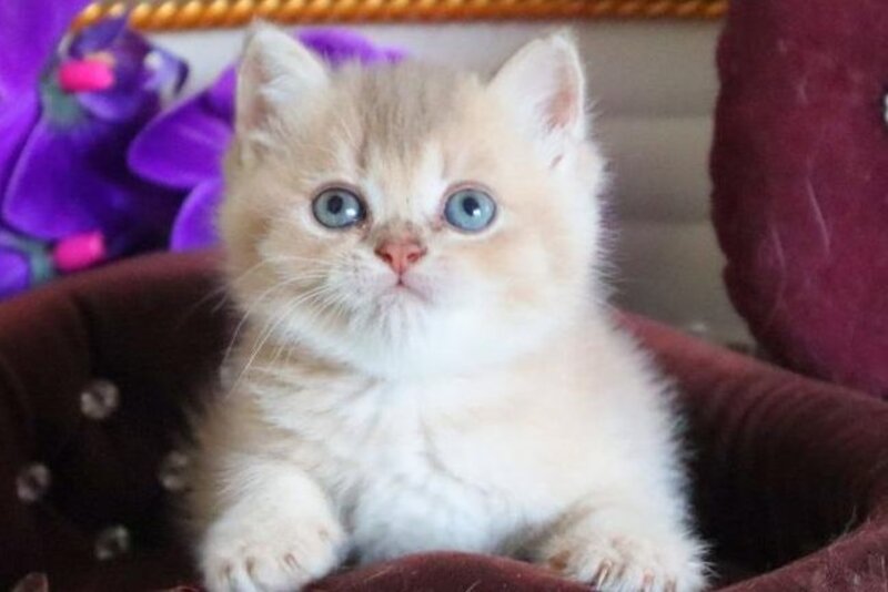 Stiven British Shorthair male, lilac golden shaded