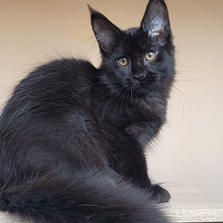 Deniz Maine Coon male, black