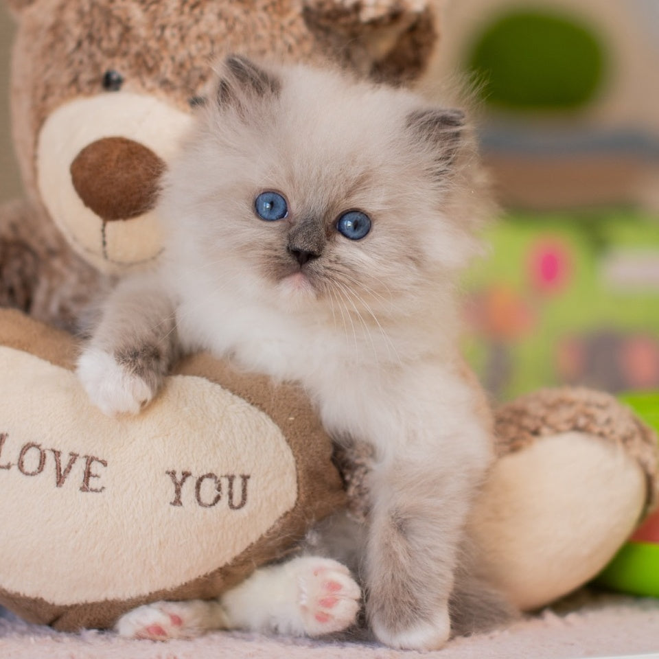 Yeti Ragdoll male, blue mitted