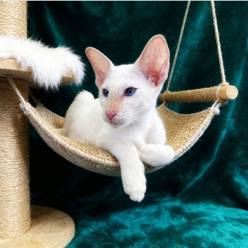 Elton Siamese male, cream tabby