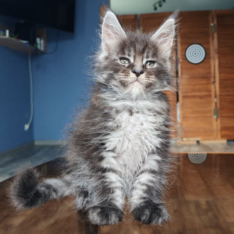 Ricardo Maine Coon male, black silver tabby