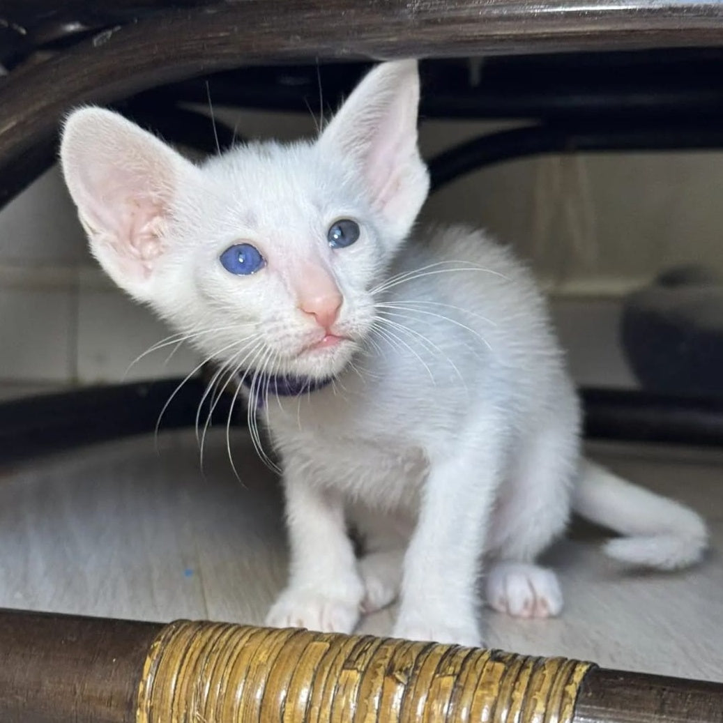 Diva Oriental Shorthair female, white