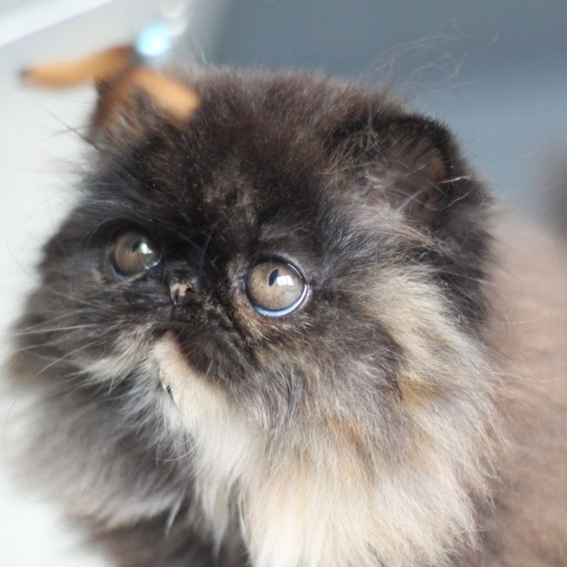 Citadel Persian female, black tortie
