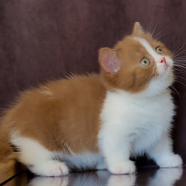 Fantasy Munchkin female, cinnamon bicolour