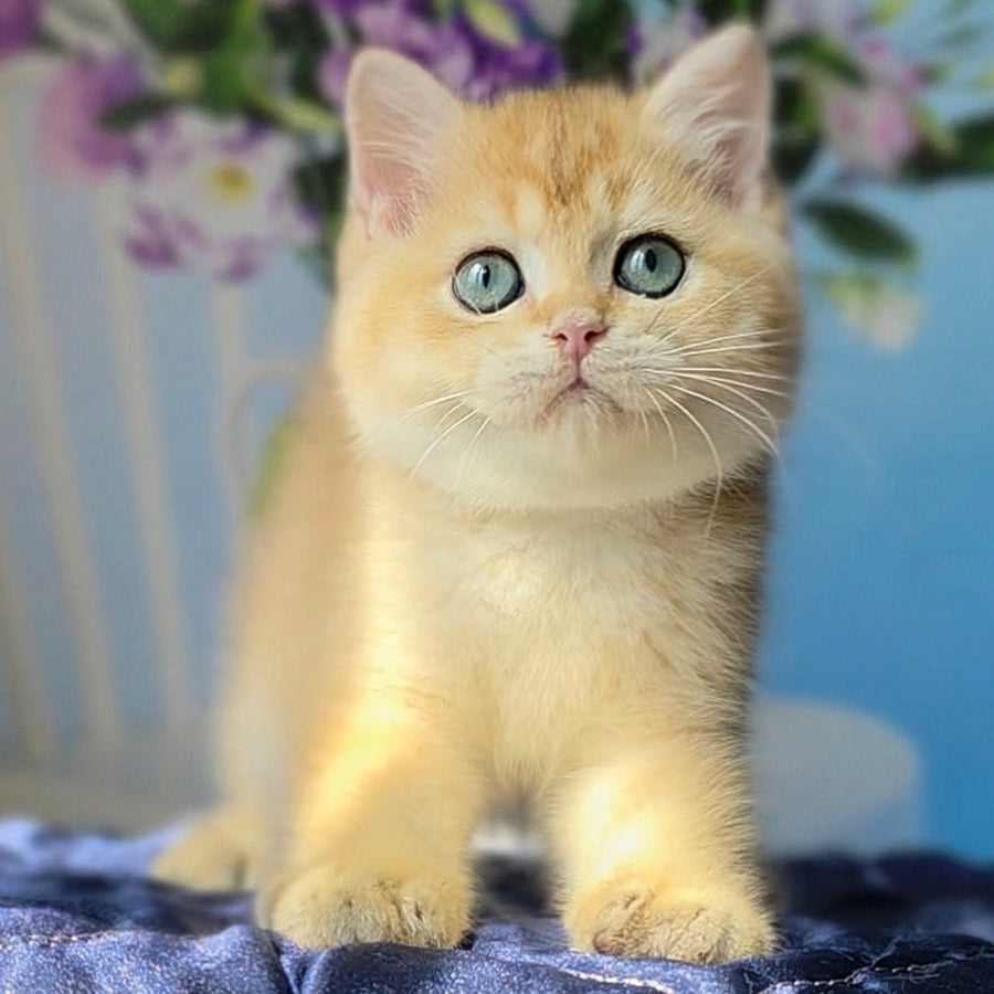 Timka British Shorthair male, black golden chinchilla