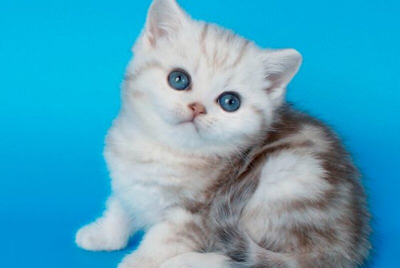 Matt British Shorthair male, chocolate silver tabby